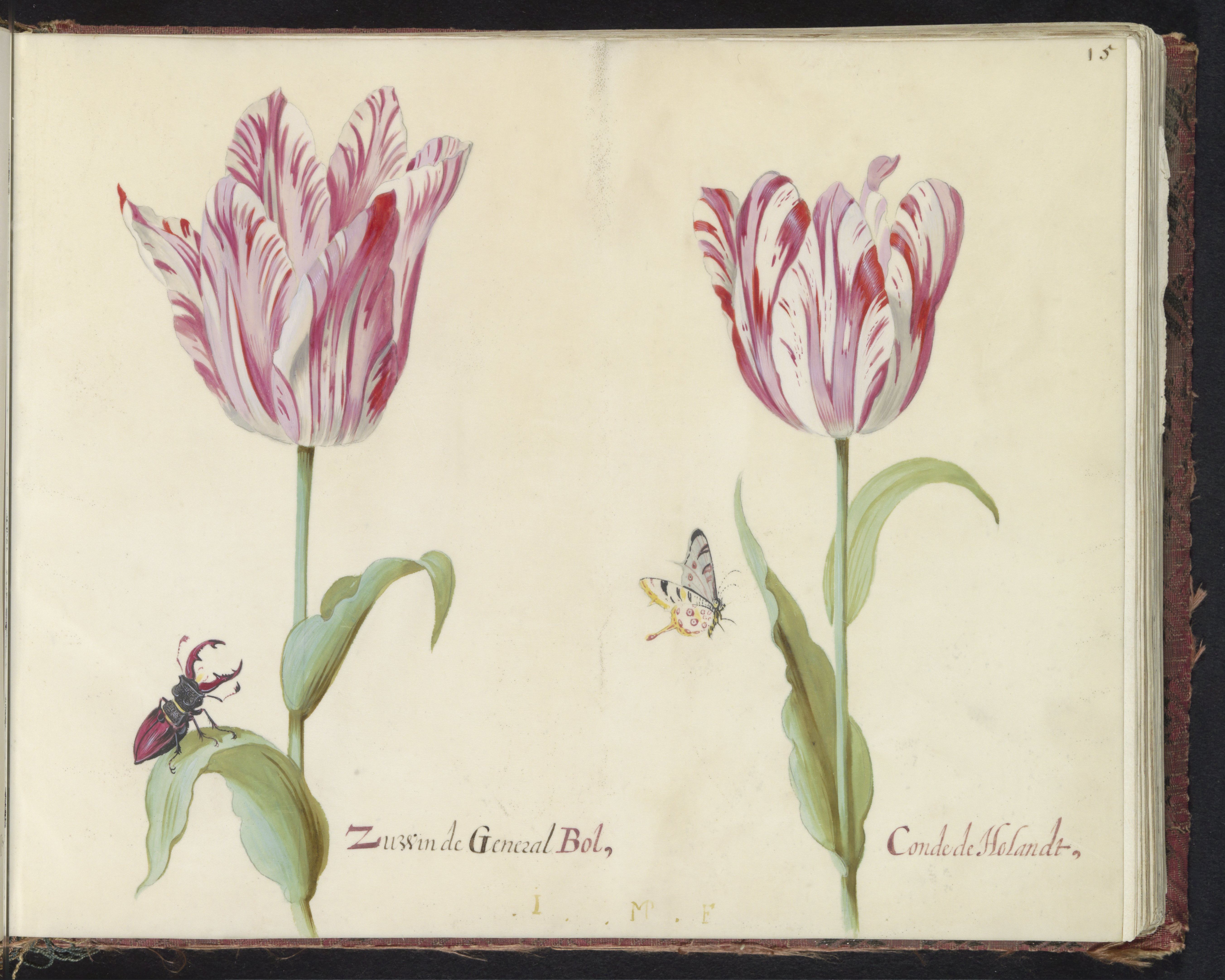 Het Tulpboek van Nicolaes Tulp