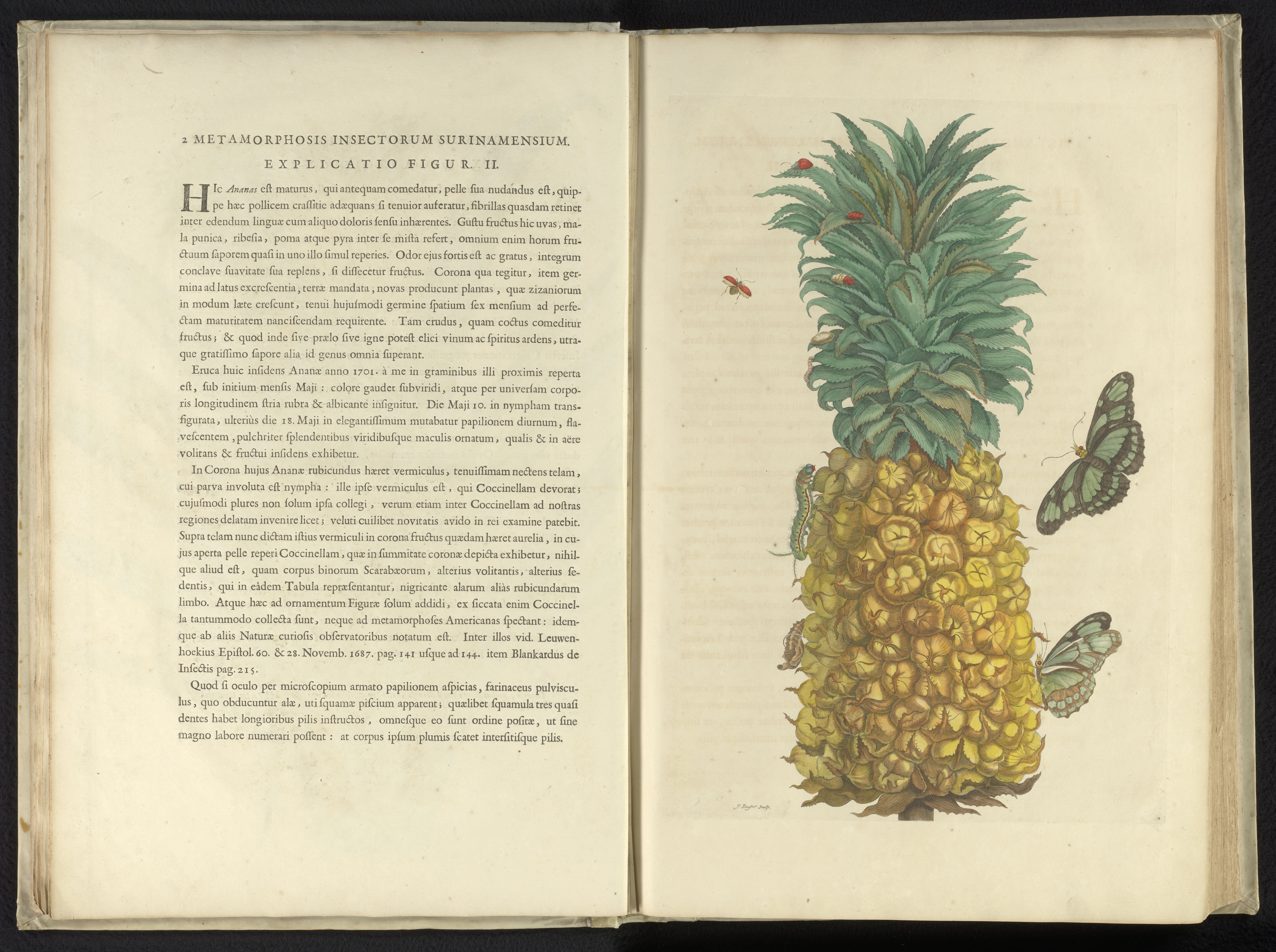 Maria Sibylla Merian’s Metamorphosis Insectorum Surinamensium (1705)